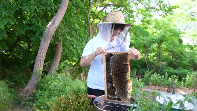 养蜂人蜂农采蜂蜜