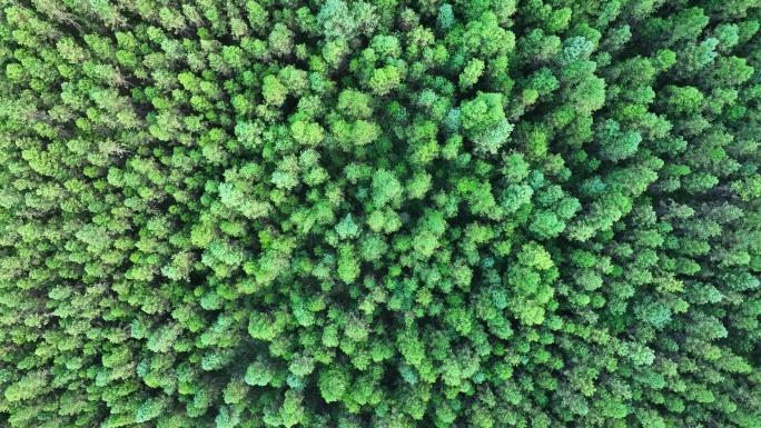 松树林俯拍树林航拍森林绿色植被山间林地