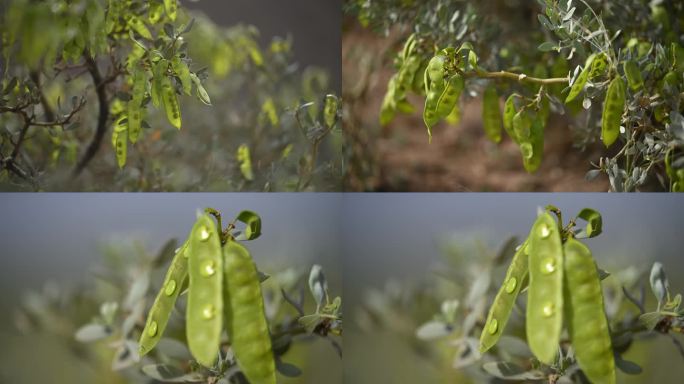 冬青  植物 野生植物 绿叶 灌木