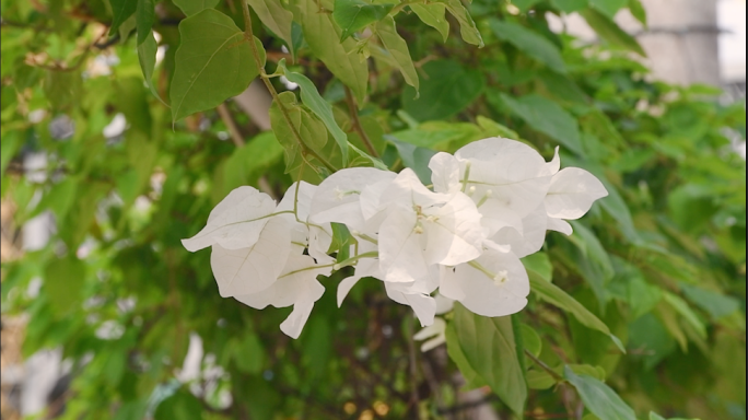 花朵花卉鲜花花草白花