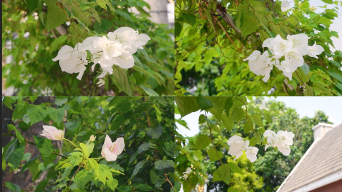 花朵花卉鲜花花草白花