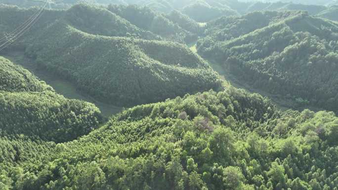 阳光下的松树林航拍树林原始森林大自然风景