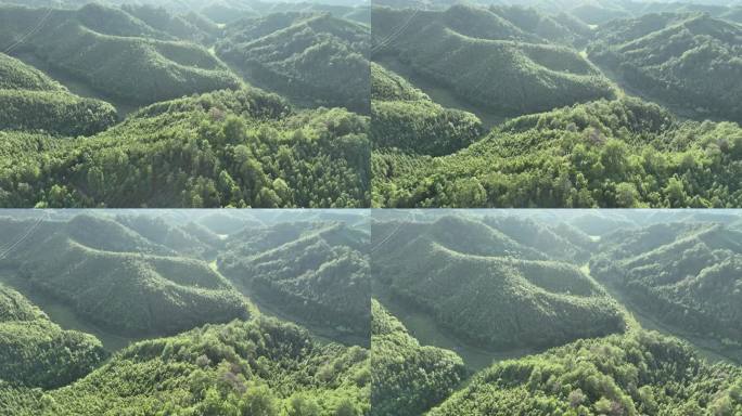 阳光下的松树林航拍树林原始森林大自然风景