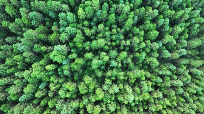 松树林俯拍树林航拍森林绿色植被山间林地