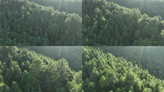 阳光下的松树林航拍树林原始森林大自然风景
