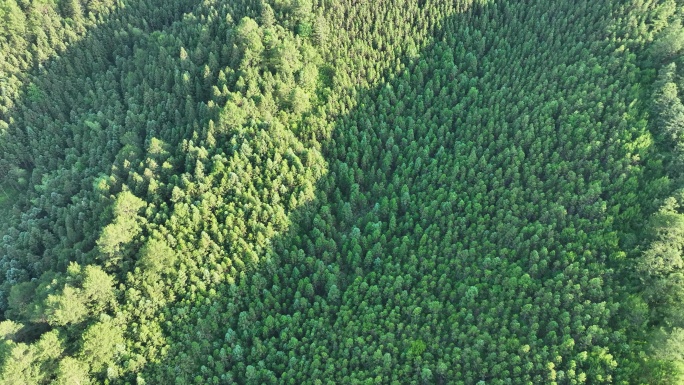 阳光下的松树林航拍树林原始森林大自然风景