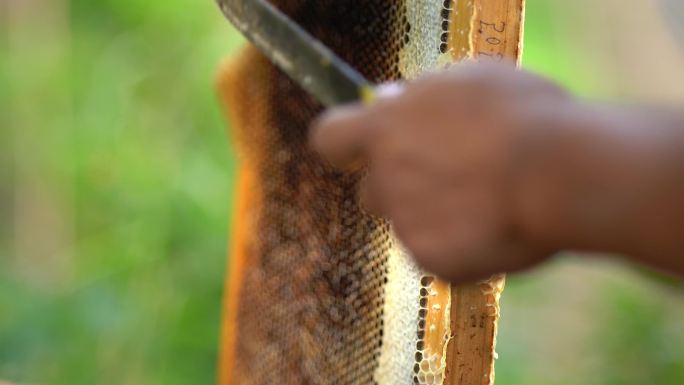 蜂农 养蜜蜂