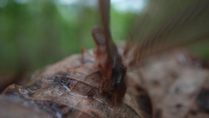 云南 种植 昆虫 蚁后 蚂蚁
