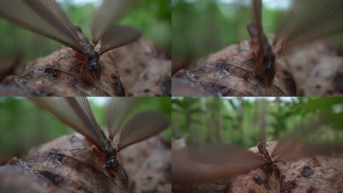 云南 种植 昆虫 蚁后 蚂蚁