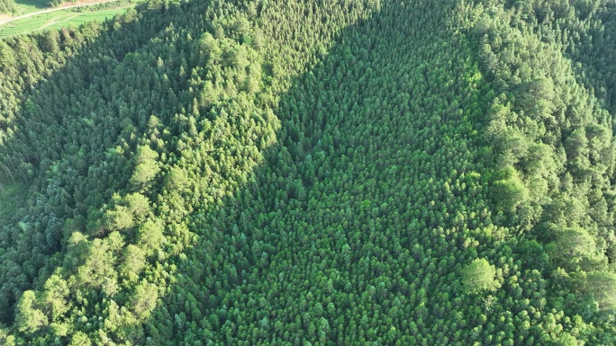 阳光下的松树林航拍树林原始森林大自然风景