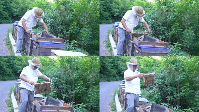 养蜂 养蜂人 蜂农 养蜜蜂