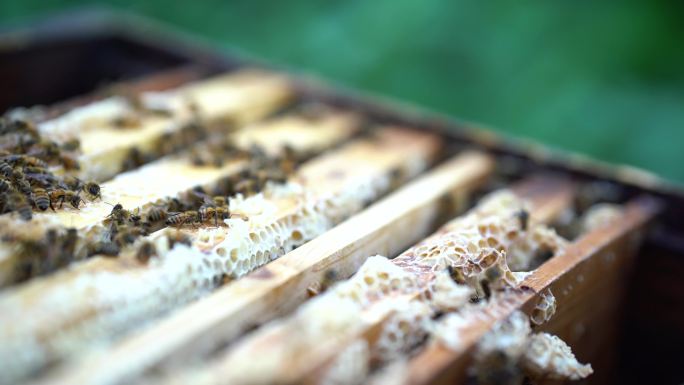 采蜜蜂窝蜂巢养殖