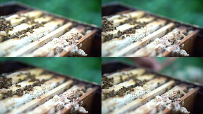 采蜜蜂窝蜂巢养殖