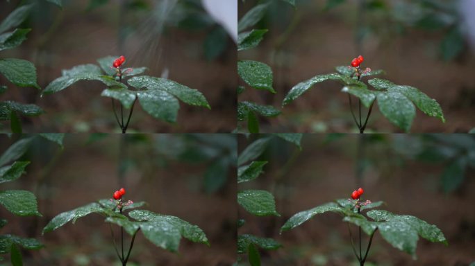 云南  种植  中药三七  三七花 中医