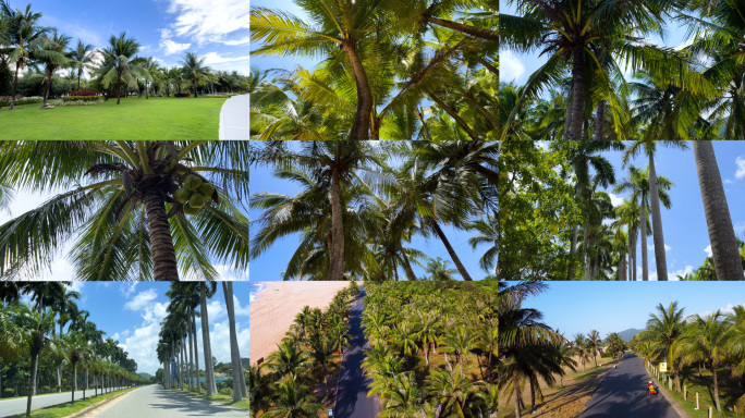4k海南椰树椰林