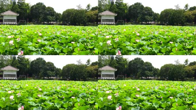 公园荷花池延时 荔湾湖公园荷花池