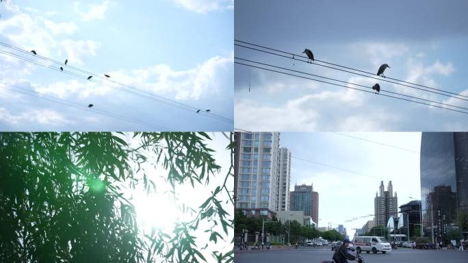 4K实拍电线上的小鸟城市街道车流阳光柳树