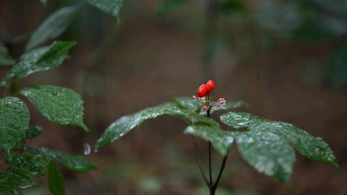 云南  种植  中药三七  三七花 中医