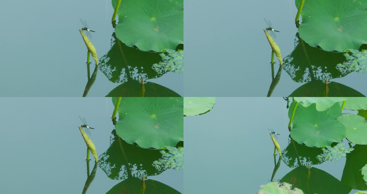 水中的蜻蜓