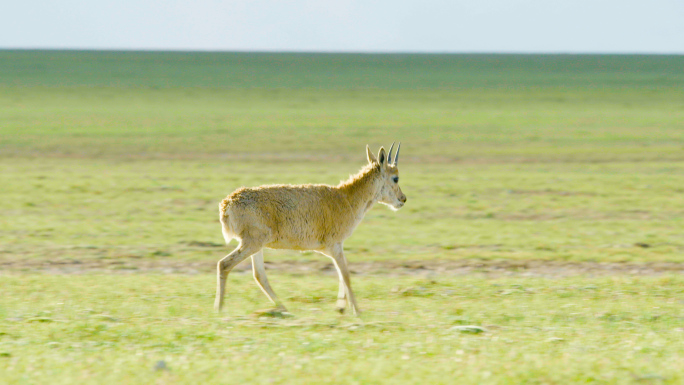 可可西里自然保护区野生动物藏羚羊