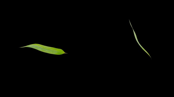 竹叶三维循环 竹叶 叶子发射粒子用 柳叶