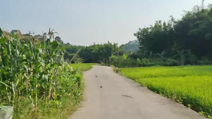 阳光小路唯美乡间小道水泥硬化路绿色田野