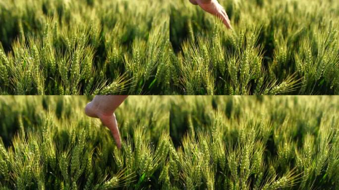 农民的手抚摸丰收的小麦