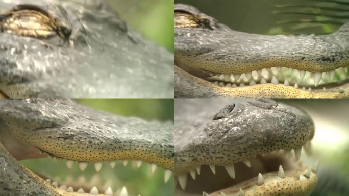 鳄鱼-身体特写镜头