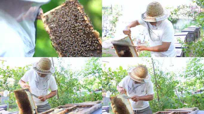 蜜蜂养殖老蜂巢浆