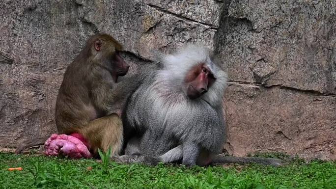 两只猩猩梳理毛发-捉虱子