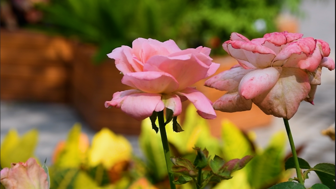 花朵花儿鲜花蔷薇玫瑰花