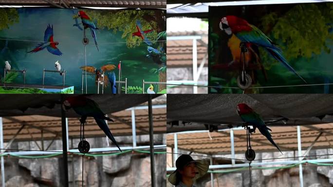 动物园里一只金刚鹦鹉骑独轮车