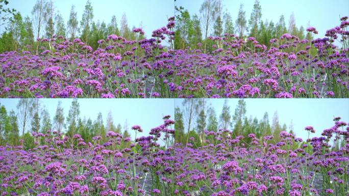 8K重庆马鞭草实拍视频14