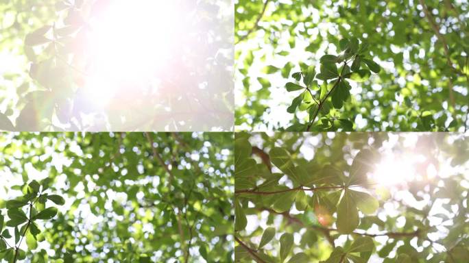 【4k原创】阳光透过树叶素材多组