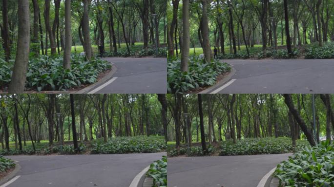 4K摇镜实拍夏天羊城广州天河公园林荫小道