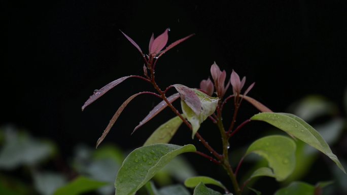 雨水雨滴植物嫩芽合集