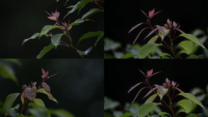 雨水雨滴植物嫩芽合集