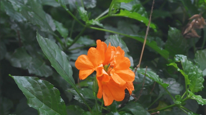 自然鲜花花儿花草花丛花木