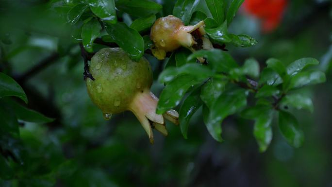 雨水雨滴石榴花电影画质合集