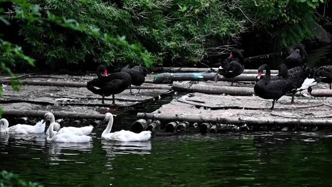 水里白天鹅游泳-竹筏上黑天鹅整理羽毛