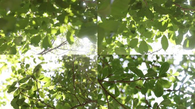 【4k原创】阳光透过树叶多组素材