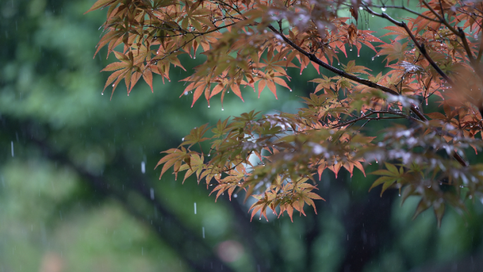 大自然下雨树叶谷雨水滴森林意境滴水雨天