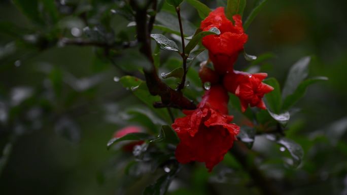 雨水雨滴石榴花电影画质合集