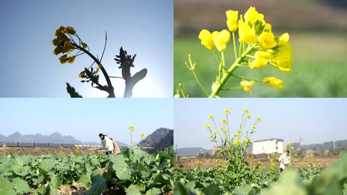 实拍农民在油菜花地里耕作