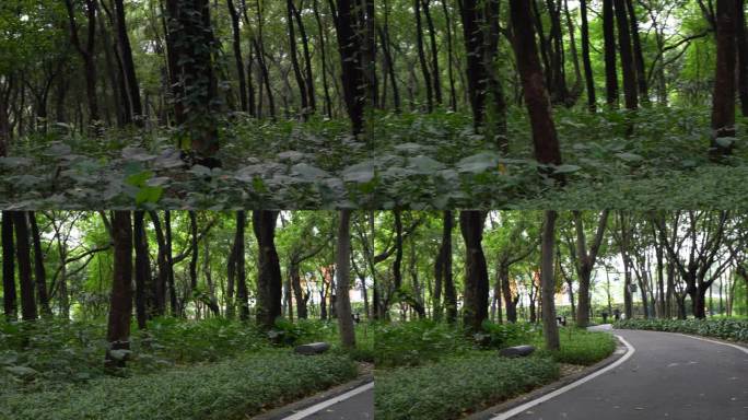 4K摇镜实拍夏天羊城广州天河公园树木小路