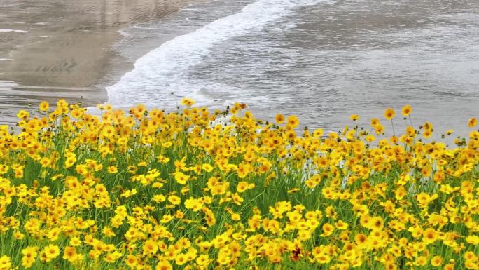 亚帆中心 亚运会 花海 浙江 亚运