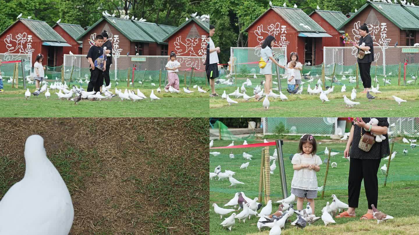 公园儿童鸽群