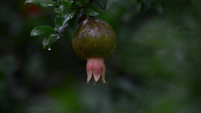 雨水雨滴石榴花电影画质合集