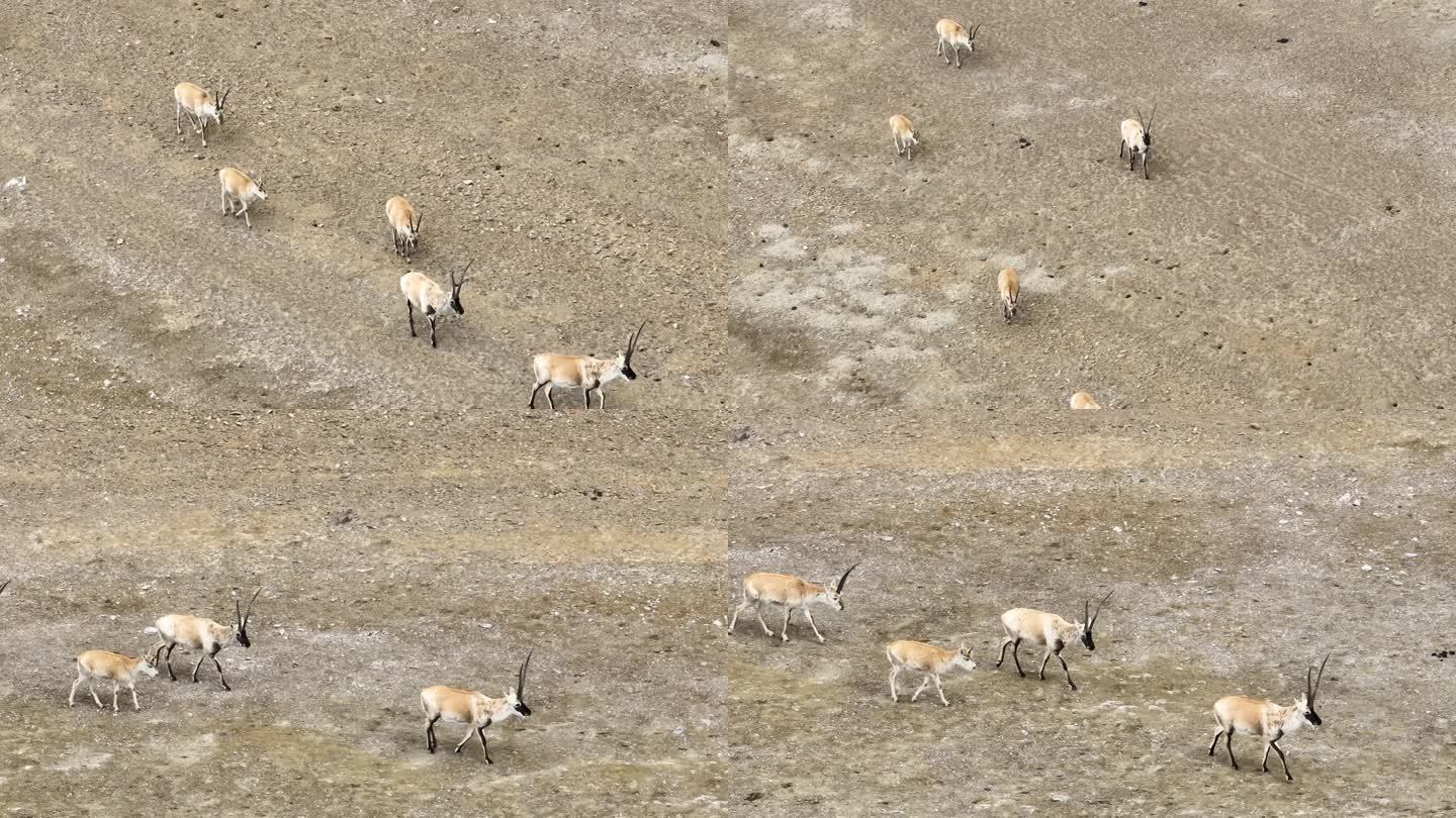 西藏羌塘无人区藏羚羊航拍 野生动物