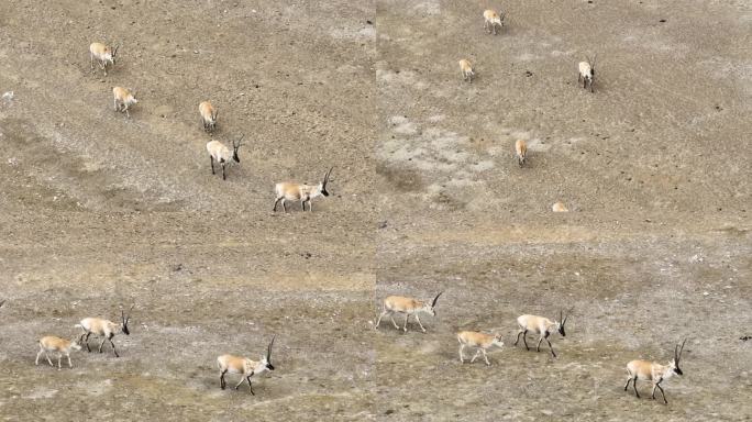 西藏羌塘无人区藏羚羊航拍 野生动物